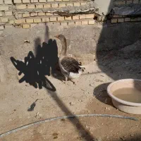 یک جفت غاز اصیل|حیوانات مزرعه|شادگان, |دیوار