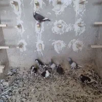 کفتر یا کبوتر
