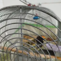 گلبسر|پرنده|شیراز, کوشک میدان|دیوار