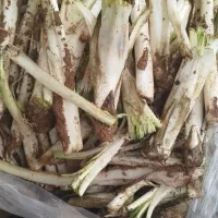 سبزیجات کوهی