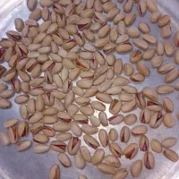 فروش پسته احمدآقایی