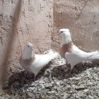 کفتر  فروشی|پرنده|دهگلان, |دیوار