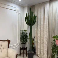 گل اینگنس پر شاخه ۲/۴۰