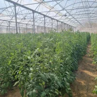 فروش‌گلخانه گوجه تحت کشت