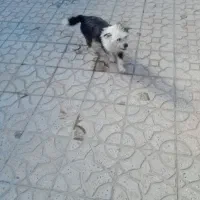 سگ شیتزو|سگ|همدان, |دیوار