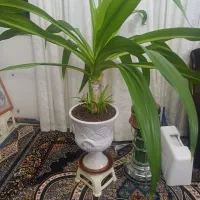 گل زرتی باریشه زدن زیاد|گل و گیاه طبیعی|صدرا-فارس, فاز ۱|دیوار