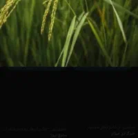 شالیزاری-هزارجریب-نکا