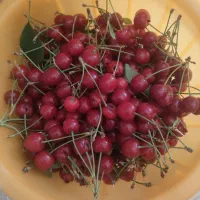 مربای آلبالو و ۸ود البالو و شربت