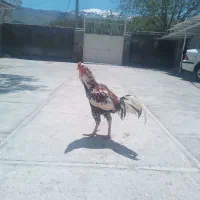 خروس لاری اصیل