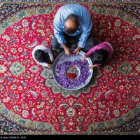 دستگاه تمام‌اتوماتیک جداسازی گل زعفران در ایران|ماشین‌آلات صنعتی|تربت‌حیدریه, اندیشه|دیوار