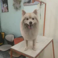 اصلاح پت (سگ و گربه)