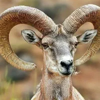 گله بز یکجا فروشی