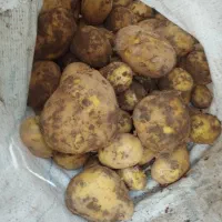 سیب زمینی نژاد آگریا