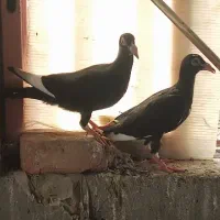 یک جفت جوجه‌دورگ کاریر مینا سیاه