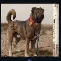 سگ درشت وسنگین وزن