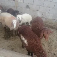 بره ماده