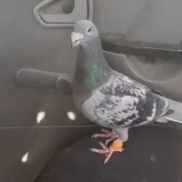 کفترقلدر