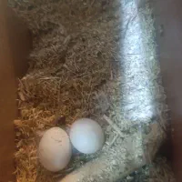 کوتوله برزیلی بازیگوش|پرنده|شاهرود, |دیوار