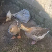 قوغاز آفریقایی قیمت مناسب