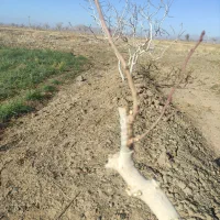 هرس درختان پسته. انگور. و میوه|خدمات باغبانی و درختکاری|تربت‌حیدریه, چهارراه خواف|دیوار
