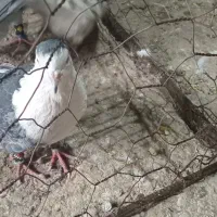 کفتر پرشی|پرنده|اسفراین, |دیوار