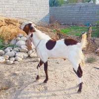 نری پاکستانی دوساله