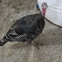 بوقلمون بالغ ماده|حیوانات مزرعه|بندر گناوه, |دیوار