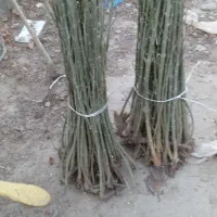 ریشه قره قوواغ اصل