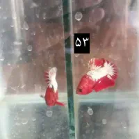 ماهی فایتر|ماهی|نسیم‌شهر, |دیوار