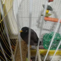 مرغ مینا سخن گو