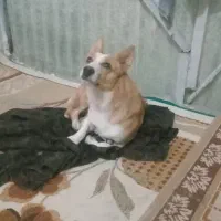 پامرین|سگ|تاکستان, |دیوار