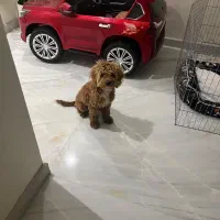 توی پودل|حیوانات|پیر بکران, |دیوار