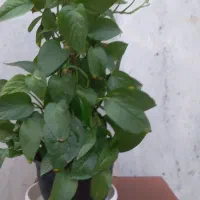 نخل ماداگاسکار سانسوریا یوکا|گل و گیاه طبیعی|مشهد, ادیب نیشابوری (شهرک غرب)|دیوار