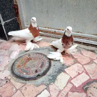 ی جفت طوقی پاپر بلند
