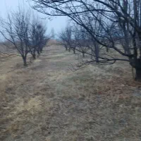 باغ الوکالیفرنیا ۱۵۰۰ متر با اب چاه|فروش زمین و ملک کلنگی|نوشین شهر, |دیوار