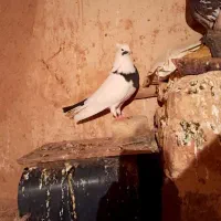 کبوتر|پرنده|کرمانشاه, |دیوار