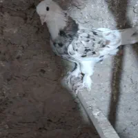 سه تا هما کاکل پاپر خون پاک اصیل