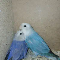 جفت طوطی کوتوله برزیلی