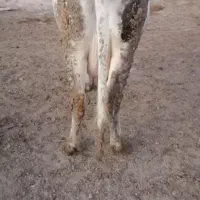 سلام خونگی شانزده تا شیر شکم دوم سه ماه ابستنی