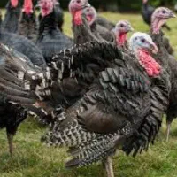 بوقلمون برنز سینه پهن انگلیس فروشی|پرنده|قائم‌شهر, |دیوار