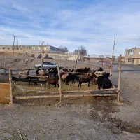 گوسفند قربانی