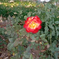 اجاره-زمین-کشاورزی