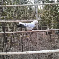 کفتر بلژیکی|پرنده|صفادشت, |دیوار