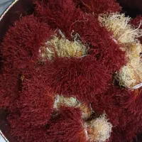 زعفران دختر پیچ محصول کشاورز|خوردنی و آشامیدنی|قائن, |دیوار