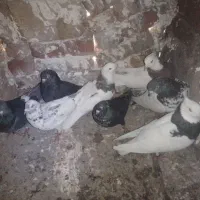 هشت عدد کبوتر