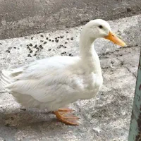دوتا اردک سرحال