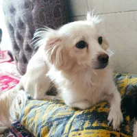 سگ ماده نژاد اشتپیز