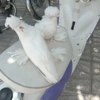 فروش جوجه بخارا