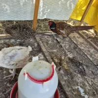 مرغ وخروس آمریکایی