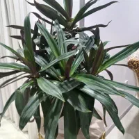 گل ها همه با‌گلدان